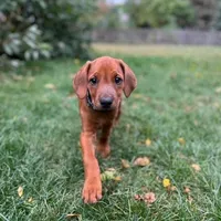 Rhoxwood Rhodesian Ridgebacks, a  Rhodesian Ridgeback for sale in Hillman, MN – Photo 7 of 8