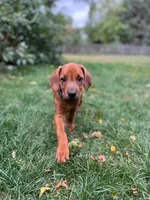 Rhoxwood Rhodesian Ridgebacks, a  Rhodesian Ridgeback for sale in Hillman, MN – Photo 7 of 8