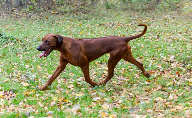 Rhoxwood Rhodesian Ridgebacks