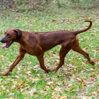 Rhoxwood Rhodesian Ridgebacks, a  Rhodesian Ridgeback for sale in Hillman, MN – Photo 1 of 8