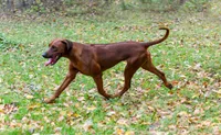 Rhoxwood Rhodesian Ridgebacks, a  Rhodesian Ridgeback for sale in Hillman, MN – Photo 1 of 8