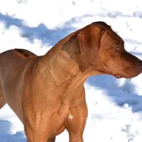 Rhoxwood Rhodesian Ridgebacks, a  Rhodesian Ridgeback for sale in Hillman, MN – Photo 4 of 8