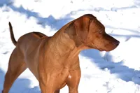 Rhoxwood Rhodesian Ridgebacks, a  Rhodesian Ridgeback for sale in Hillman, MN – Photo 4 of 8