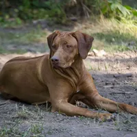 Rhoxwood Rhodesian Ridgebacks, a  Rhodesian Ridgeback for sale in Hillman, MN – Photo 5 of 8