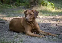 Rhoxwood Rhodesian Ridgebacks, a  Rhodesian Ridgeback for sale in Hillman, MN – Photo 5 of 8