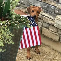 Rhoxwood Rhodesian Ridgebacks, a  Rhodesian Ridgeback for sale in Hillman, MN – Photo 8 of 8