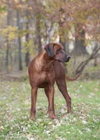 Rhoxwood Rhodesian Ridgebacks, a  Rhodesian Ridgeback for sale in Hillman, MN – Photo 2 of 8