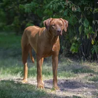 Rhoxwood Rhodesian Ridgebacks, a  Rhodesian Ridgeback for sale in Hillman, MN – Photo 3 of 8