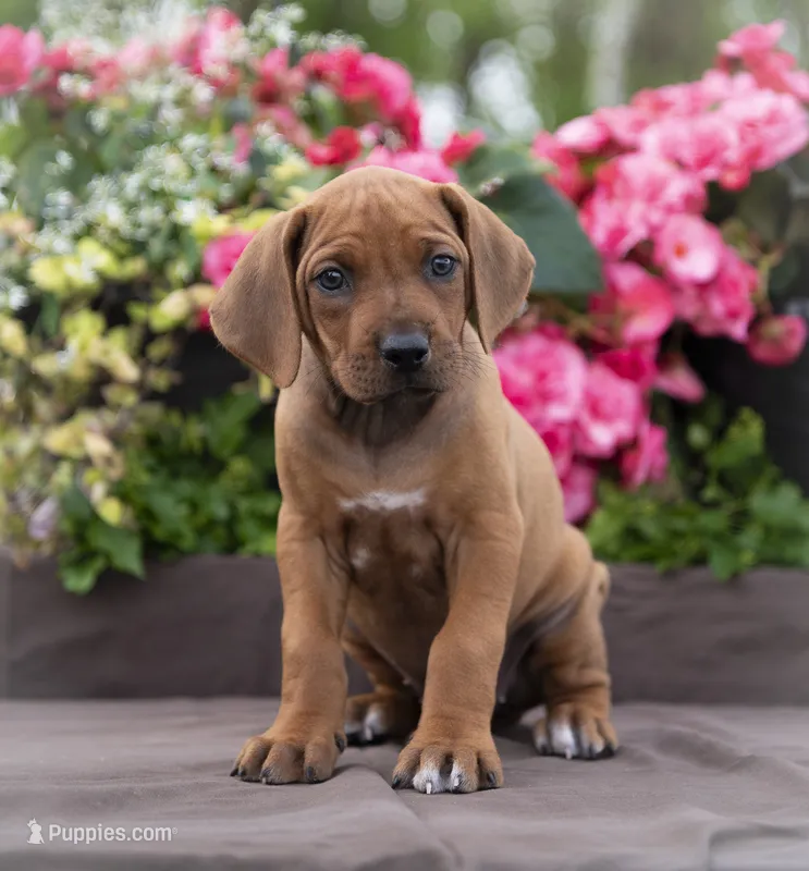 AKC Rhodesian Ridgeback Puppy - Miss Orange – Rhodesian Ridgeback puppy for sale in Hillman, MN