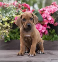 AKC Rhodesian Ridgeback Puppy - Miss Orange, a female Rhodesian Ridgeback for sale in Hillman, MN – 1 of 10