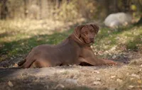 AKC Rhodesian Ridgeback Puppies, a  Rhodesian Ridgeback for sale in Hillman, MN – 7 of 7