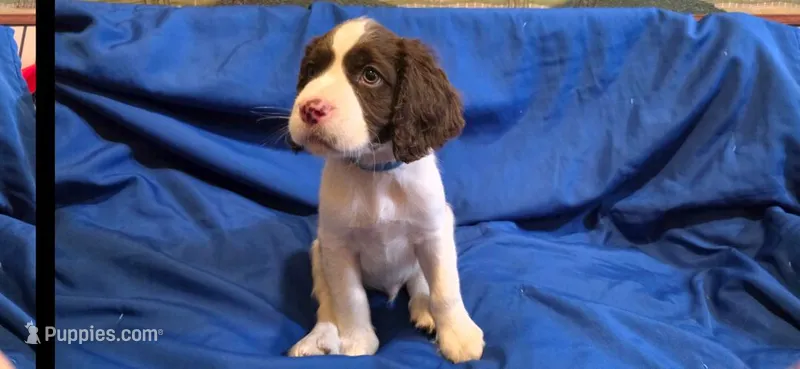 Duke – English Springer Spaniel puppy for sale in Lake Benton, MN