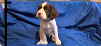 Duke, a male English Springer Spaniel for sale in Lake Benton, MN – 1 of 8