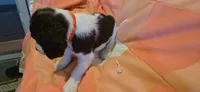 Mila, a female English Springer Spaniel for sale in Lake Benton, MN – 6 of 6