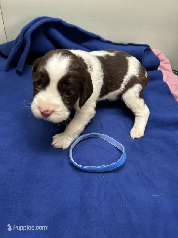 Duke – English Springer Spaniel puppy for sale in Lake Benton, MN