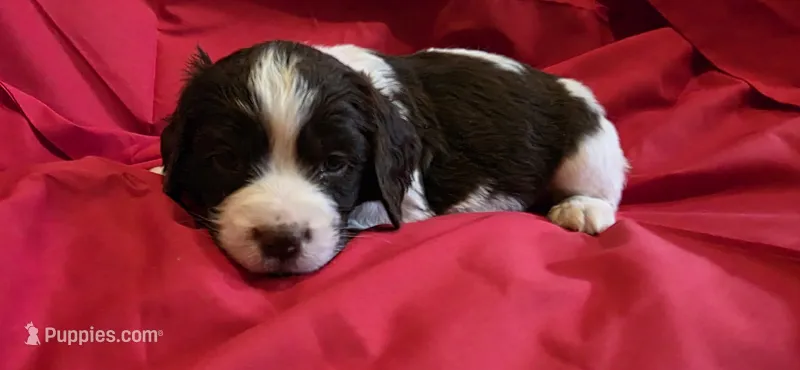 Oliver – English Springer Spaniel puppy for sale in Lake Benton, MN