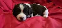Oliver, a male English Springer Spaniel for sale in Lake Benton, MN – 1 of 9