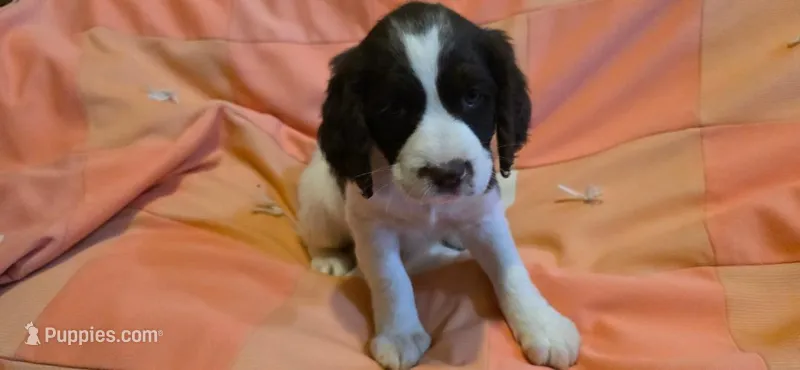 Mila – English Springer Spaniel puppy for sale in Lake Benton, MN