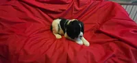 Oreo, a female English Springer Spaniel for sale in Lake Benton, MN – 4 of 4