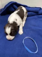 Duke, a male English Springer Spaniel for sale in Lake Benton, MN – 3 of 4