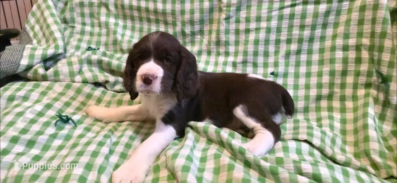 Diesel – English Springer Spaniel puppy for sale in Lake Benton, MN