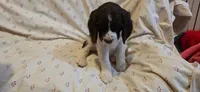 Page, a female English Springer Spaniel for sale in Lake Benton, MN – 3 of 6