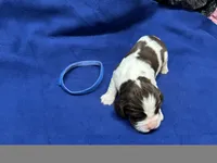 Duke, a male English Springer Spaniel for sale in Lake Benton, MN – 4 of 4