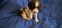 Duke, a male English Springer Spaniel for sale in Lake Benton, MN – 8 of 8