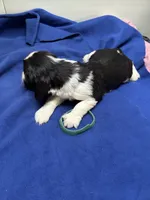 Dax, a male English Springer Spaniel for sale in Lake Benton, MN – 2 of 5