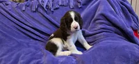 Cookie, a female English Springer Spaniel for sale in Lake Benton, MN – 5 of 8