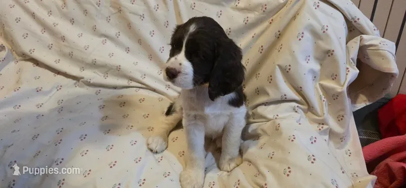 Page – English Springer Spaniel puppy for sale in Lake Benton, MN