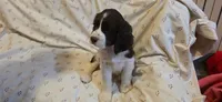 Page, a female English Springer Spaniel for sale in Lake Benton, MN – 1 of 6