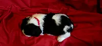 Oliver, a male English Springer Spaniel for sale in Lake Benton, MN – 4 of 9