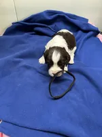 Oliver, a male English Springer Spaniel for sale in Lake Benton, MN – 4 of 5