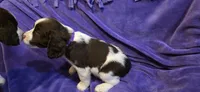 Cookie, a female English Springer Spaniel for sale in Lake Benton, MN – 7 of 8