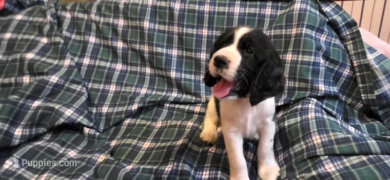 Dax – English Springer Spaniel puppy for sale in Lake Benton, MN
