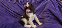 Cookie, a female English Springer Spaniel for sale in Lake Benton, MN – 4 of 8