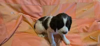 Mila, a female English Springer Spaniel for sale in Lake Benton, MN – 5 of 6