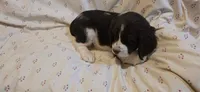 Page, a female English Springer Spaniel for sale in Lake Benton, MN – 4 of 6