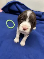 Diesel, a male English Springer Spaniel for sale in Lake Benton, MN – 3 of 5