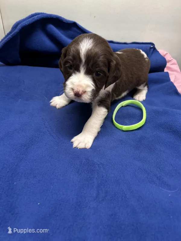 Diesel – English Springer Spaniel puppy for sale in Lake Benton, MN