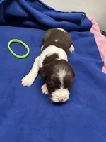 Diesel, a male English Springer Spaniel for sale in Lake Benton, MN – 5 of 5