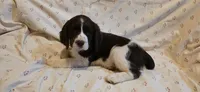 Page, a female English Springer Spaniel for sale in Lake Benton, MN – 6 of 6