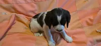 Mila, a female English Springer Spaniel for sale in Lake Benton, MN – 2 of 6