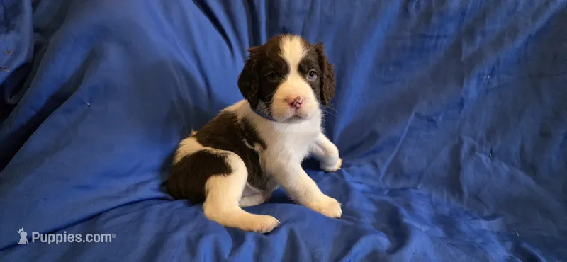 Duke – English Springer Spaniel puppy for sale in Lake Benton, MN