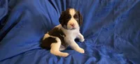 Duke, a male English Springer Spaniel for sale in Lake Benton, MN – 2 of 8