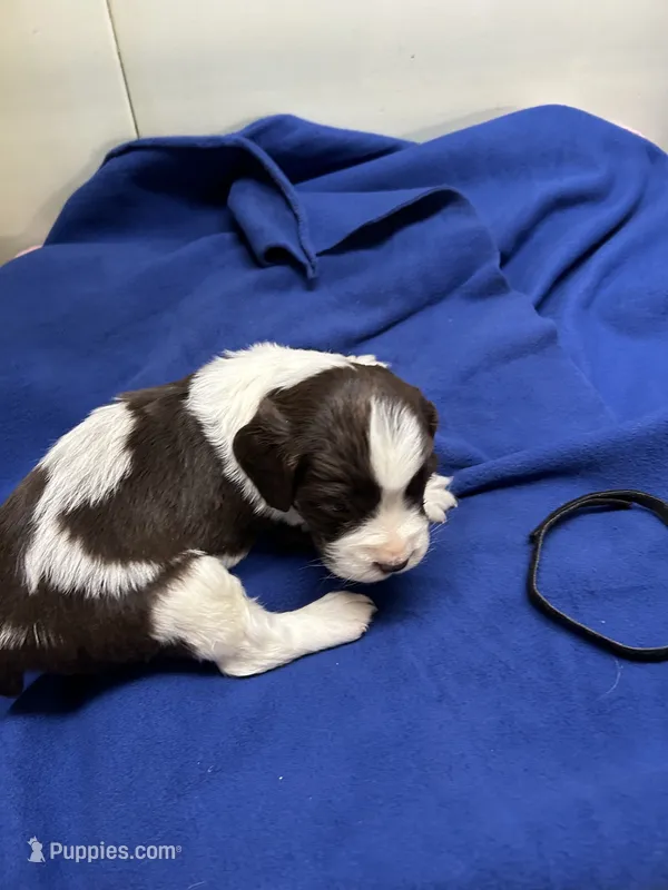 Oliver – English Springer Spaniel puppy for sale in Lake Benton, MN