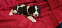 Oliver, a male English Springer Spaniel for sale in Lake Benton, MN – 2 of 9