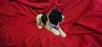 Oreo, a female English Springer Spaniel for sale in Lake Benton, MN – 3 of 4
