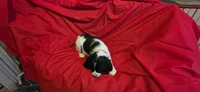 Oreo, a female English Springer Spaniel for sale in Lake Benton, MN – 2 of 4